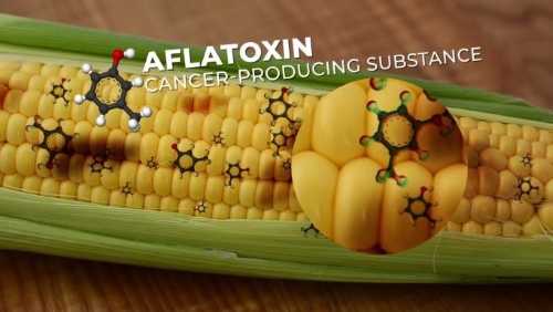 AFLATOXIN Infographic